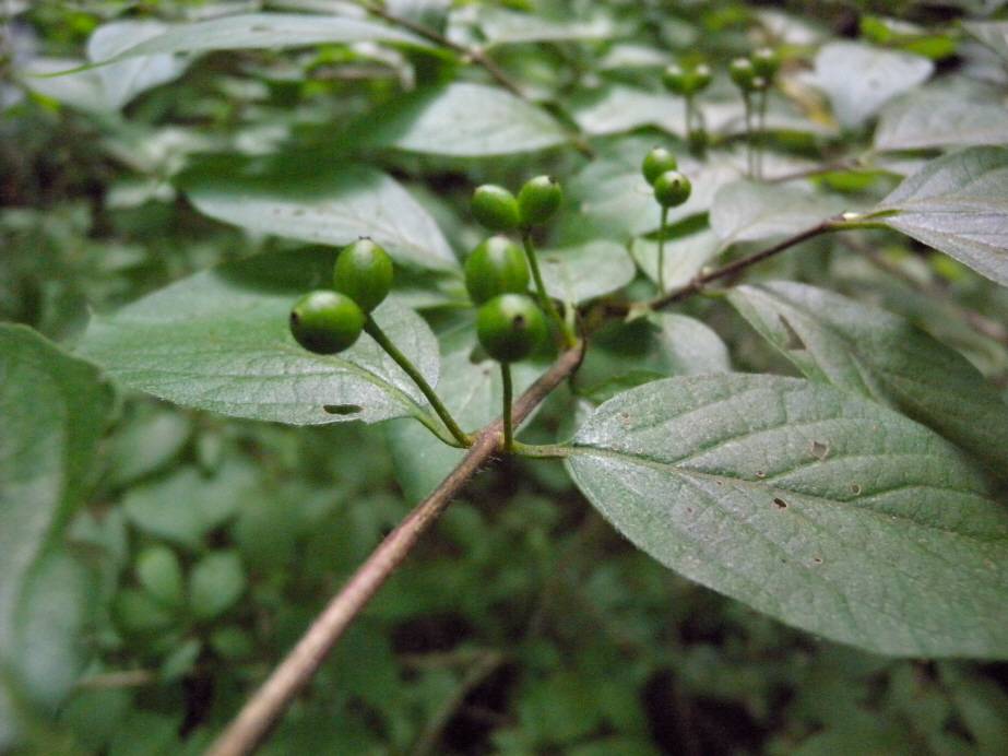 Lonicera chrysantha image