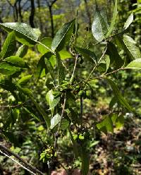 Lonicera harae image