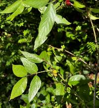 Lonicera praeflorens image