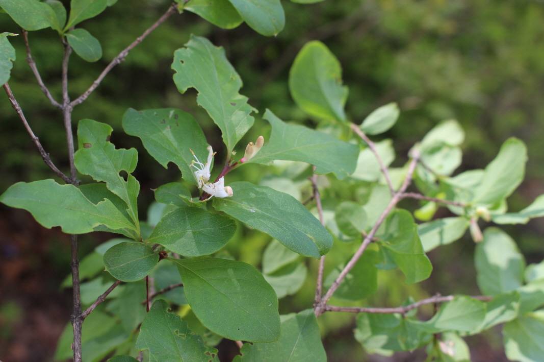 Lonicera subsessilis image