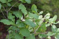 Lonicera subsessilis image