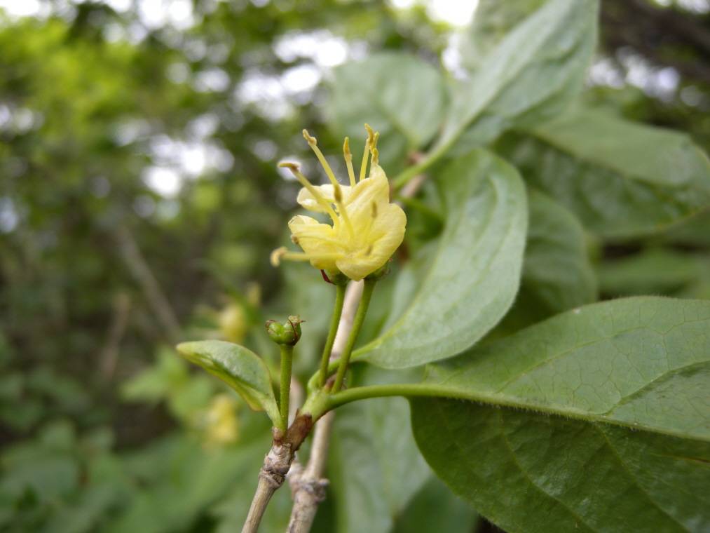 Lonicera vidalii image