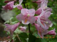 Weigela florida image