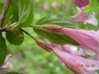 Weigela florida image