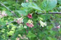 Weigela subsessilis image