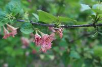 Weigela subsessilis image