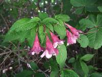 Weigela florida image