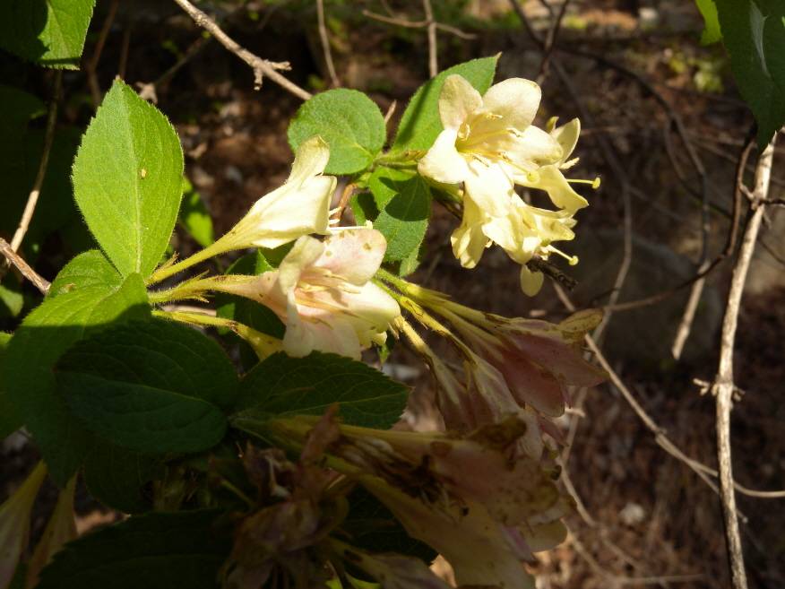 Weigela image