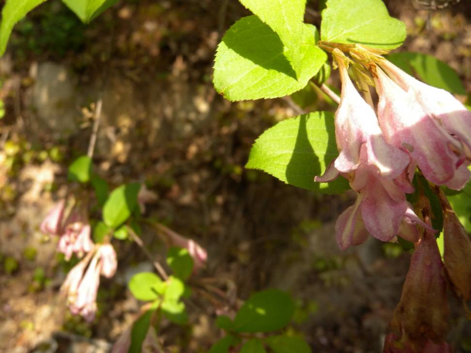 Caprifoliaceae image