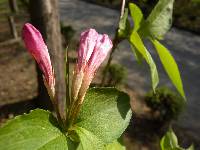 Weigela florida image