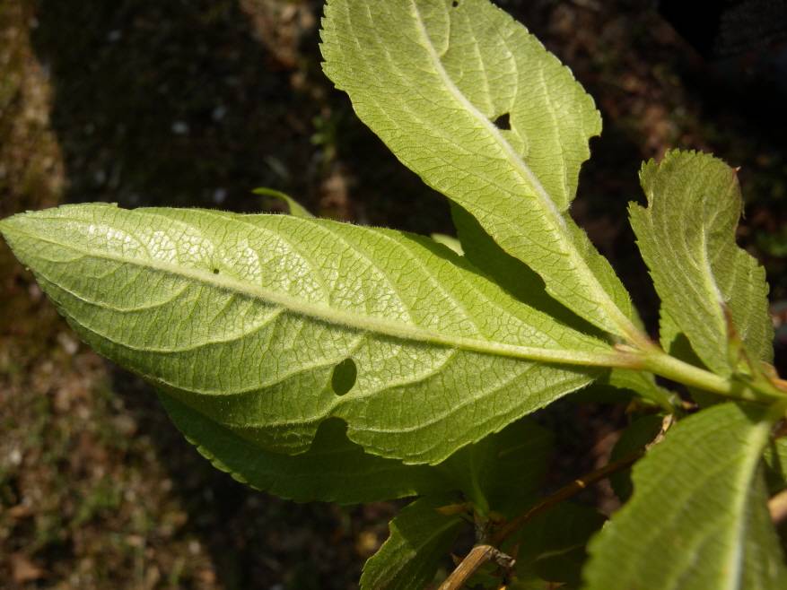 Weigela florida image