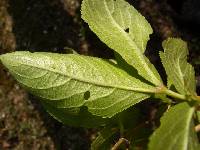 Weigela florida image