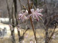 Lonicera praeflorens image
