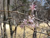 Lonicera praeflorens image