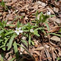 Pseudostellaria heterophylla image