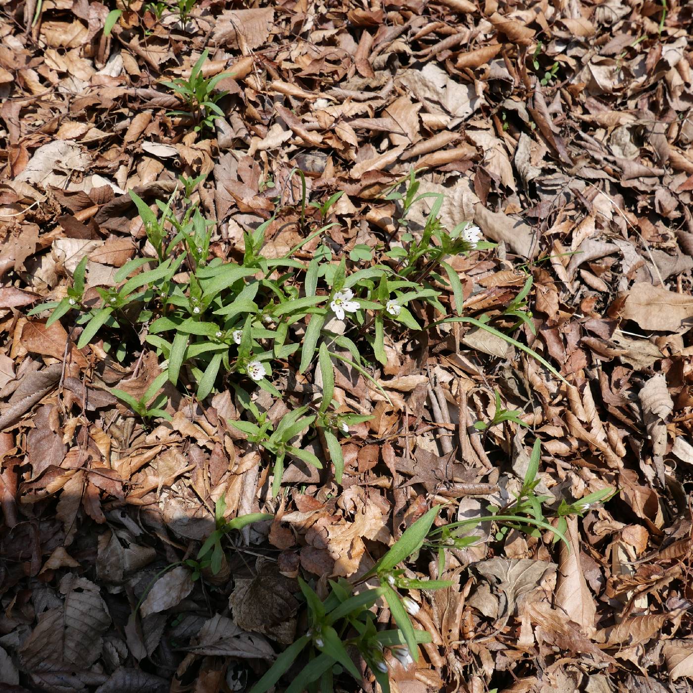 Caryophyllaceae image