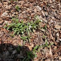 Pseudostellaria heterophylla image