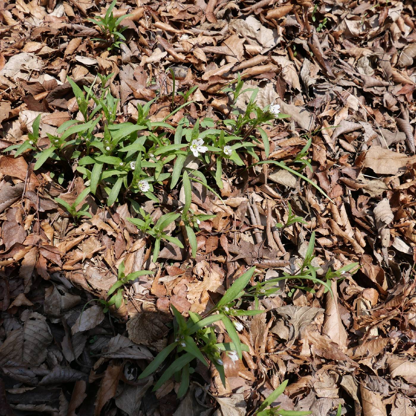 Pseudostellaria heterophylla image