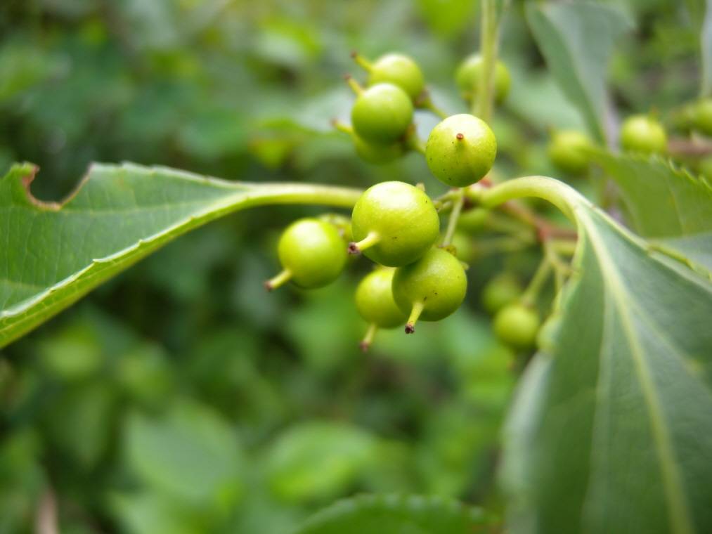 Celastrus orbiculatus image