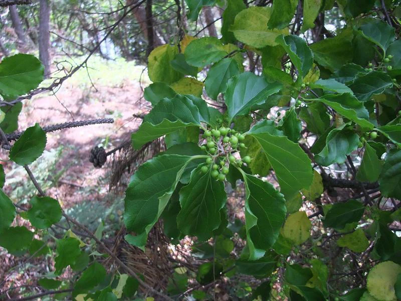 Celastrus orbiculatus image