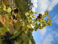 Tripterygium regelii image