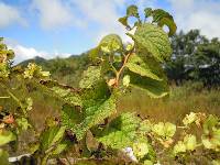 Tripterygium regelii image