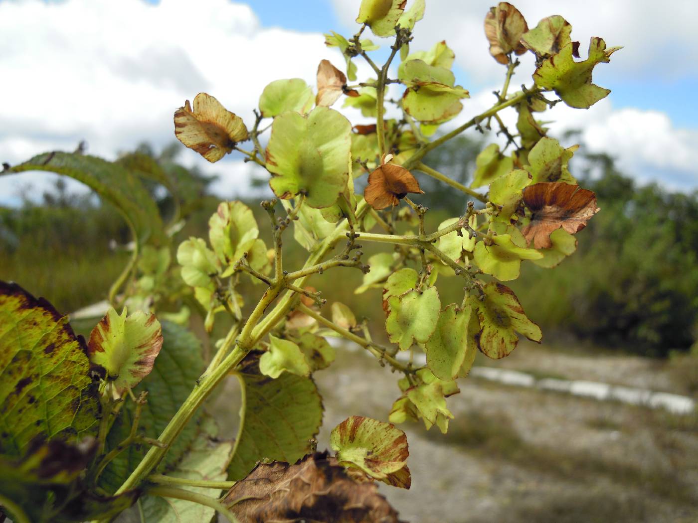 Tripterygium regelii image