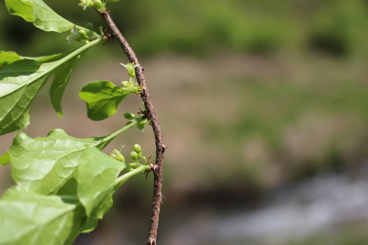 Celastrus orbiculatus image
