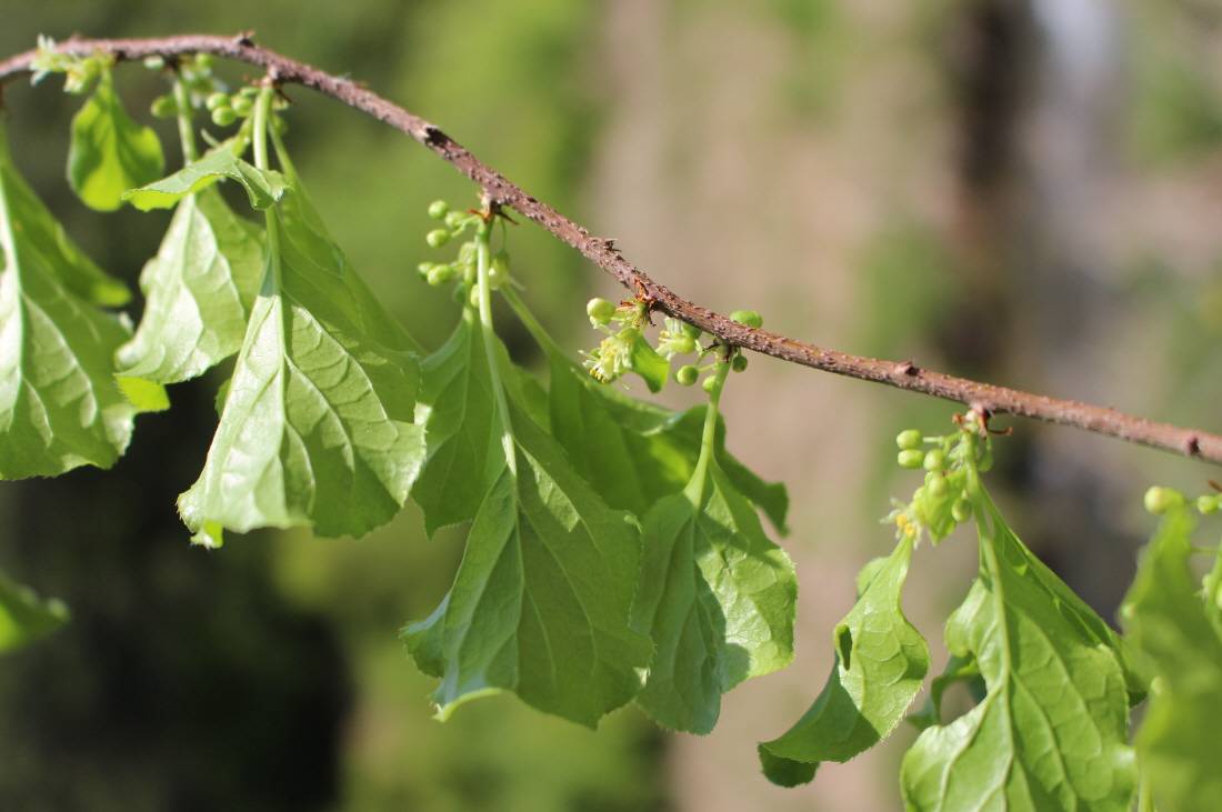 Celastrus orbiculatus image