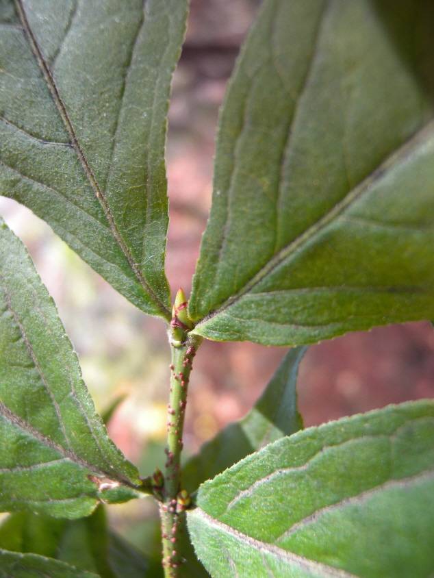 Euonymus verrucosus image
