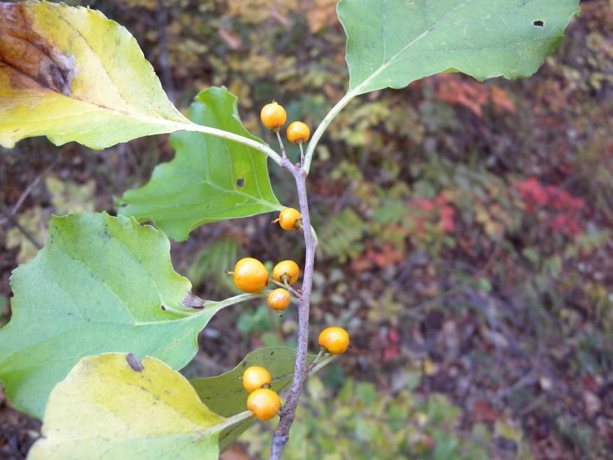 Celastrus orbiculatus image