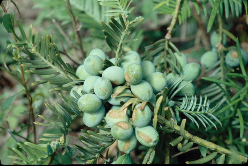 Cephalotaxus harringtonia image
