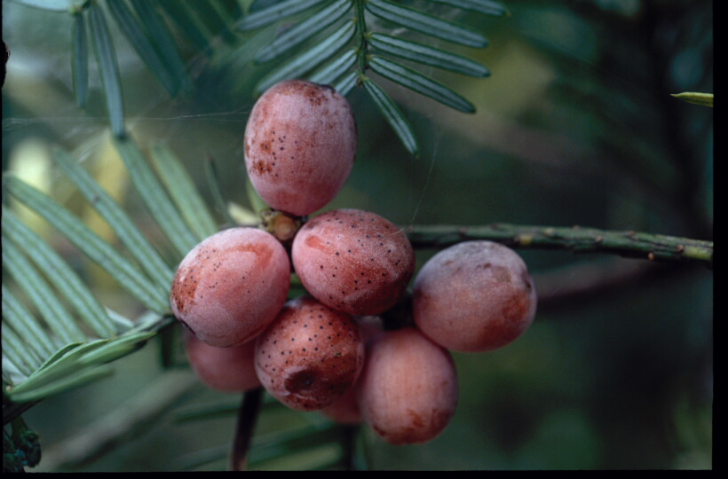 Cephalotaxus harringtonia image