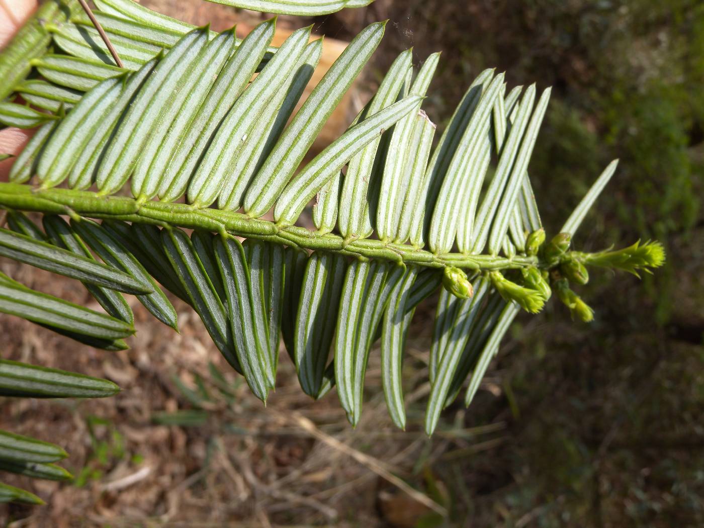 Cephalotaxus harringtonia image