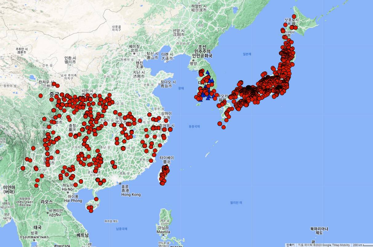 Cephalotaxus harringtonia image