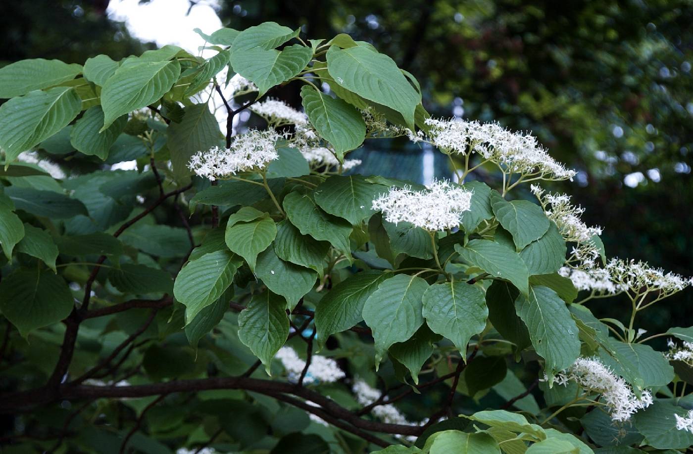 Cornus controversa image