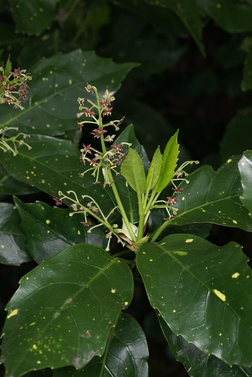 Aucuba japonica image