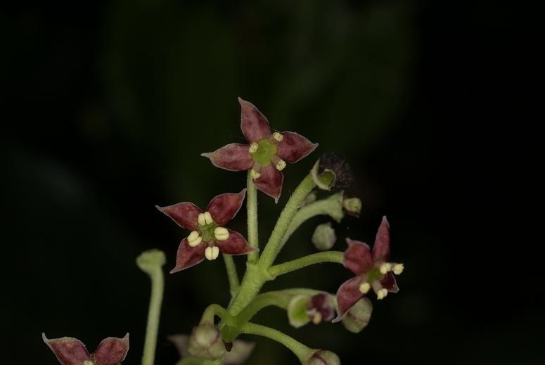 Aucuba japonica image