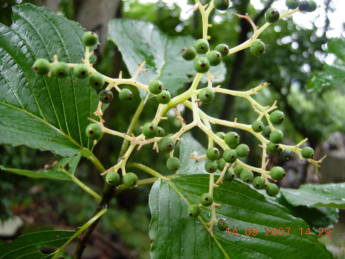 Cornus macrophylla image