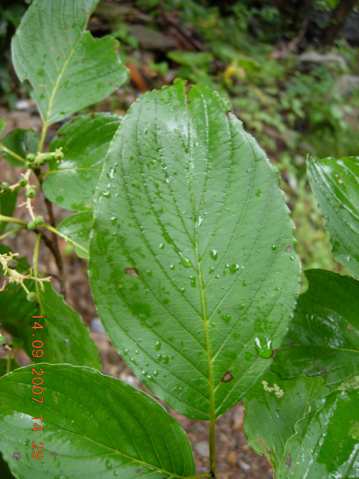 Cornus macrophylla image