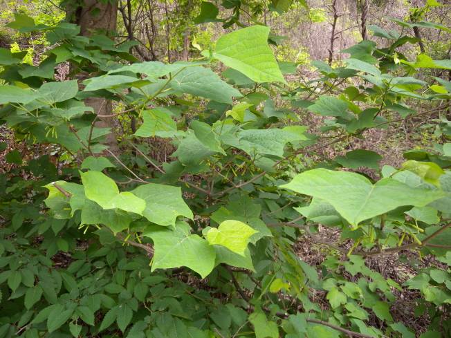 Alangium platanifolium image