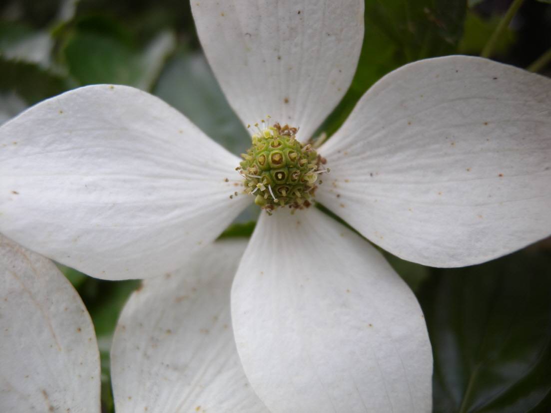 Cornus kousa image