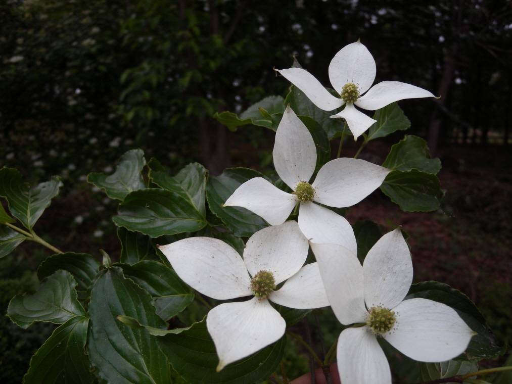 Cornus kousa image