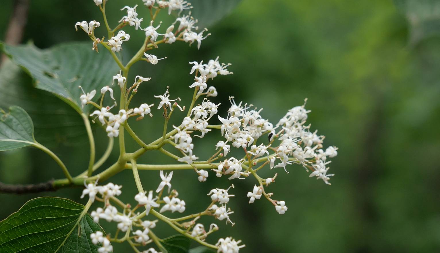 Cornus controversa image