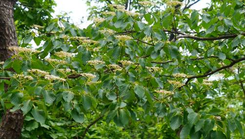 Cornus controversa image