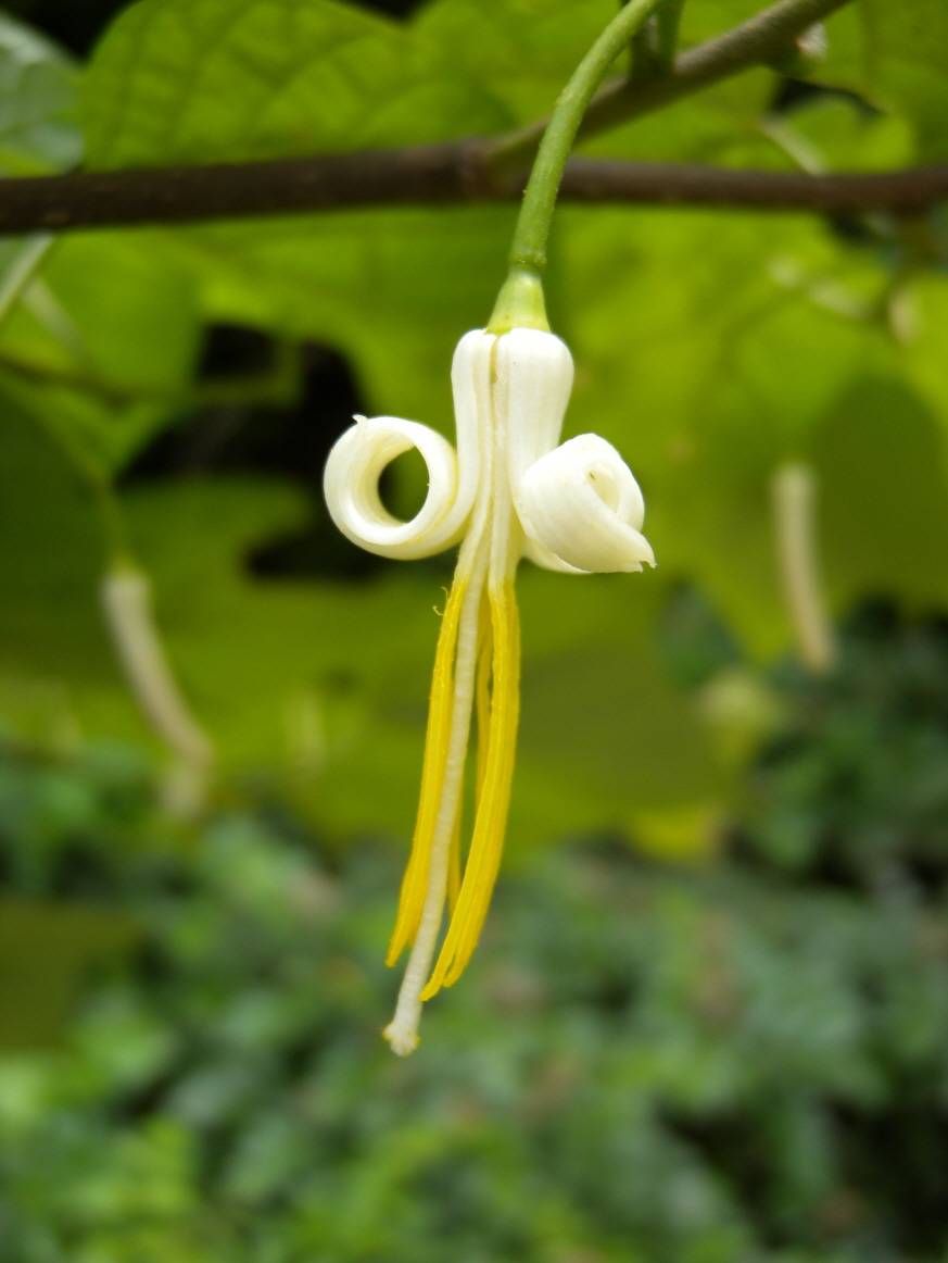 Alangium platanifolium image