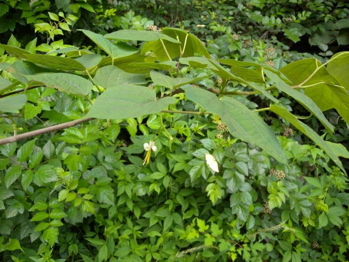 Alangium platanifolium image