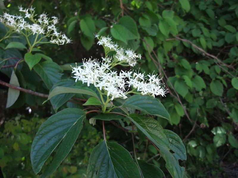 Cornus controversa image