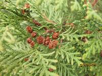 Thuja koraiensis image