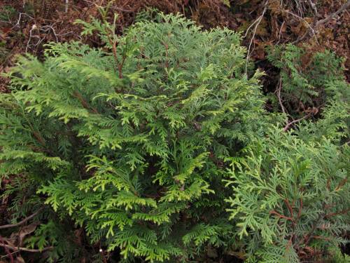 Thuja koraiensis image